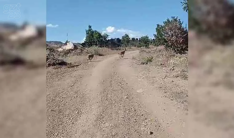 Elazığ’da nesli tehlike altında olan dağ keçileri görüntülendi