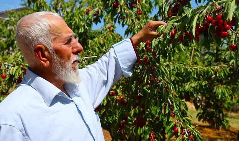 Harput’ta erken kiraz hasadı