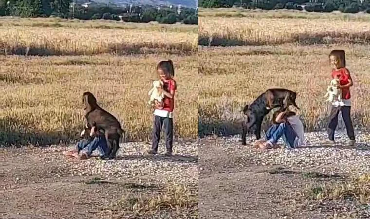 Oğlağın çocuklarla oyunu gülümsetti