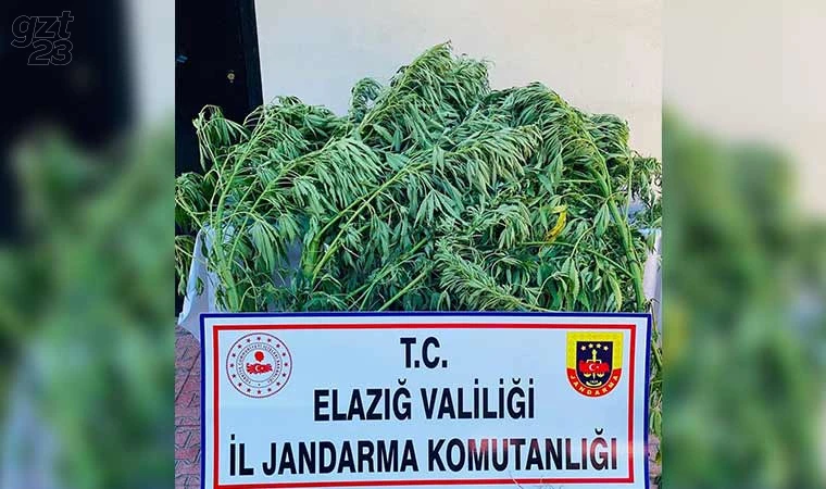 Elazığ’da 112 kök kenevir ele geçirildi