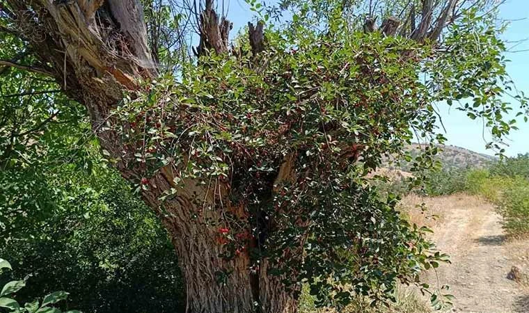 Söğüt ağacından vişne çıktı