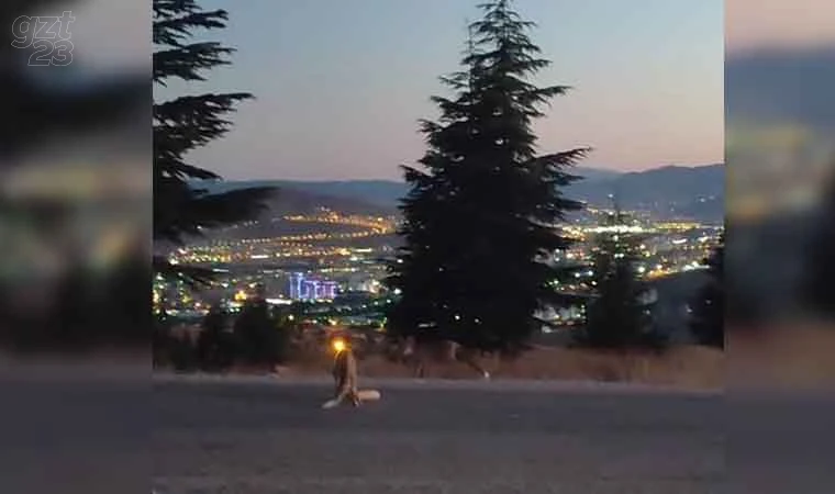 Şehir merkezine inen tilkileri elleri ile beslediler