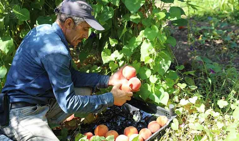 Elazığ’da şeftali hasadı devam ediyor