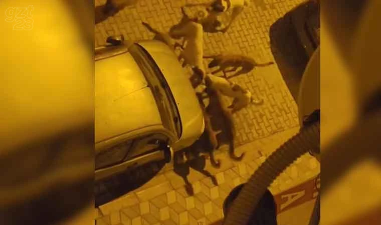 Elazığ’da sokak köpekleri kediyi parçaladı