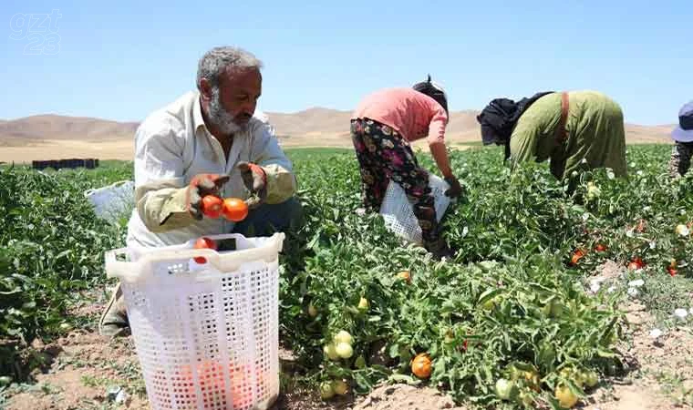 Mevsimlik işçilerin ekmek mücadelesi