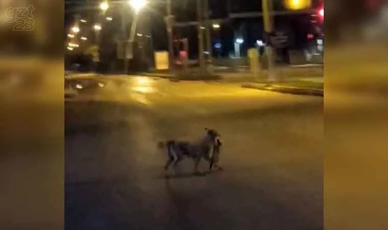 Sokak köpeği kediyi parçaladı