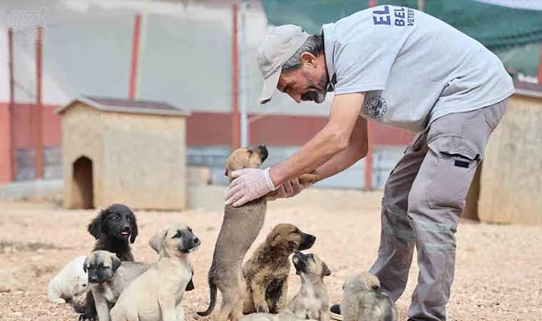 Geçici Hayvan Bakımevi’nde 9 bin hayvan tedavi edildi