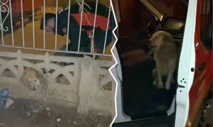 Başı duvara sıkışan köpek kurtarıldı