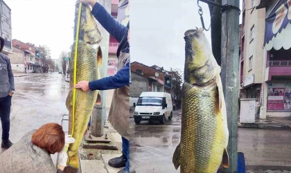 Elazığ'da 2 metrelik dev turna yakalandı