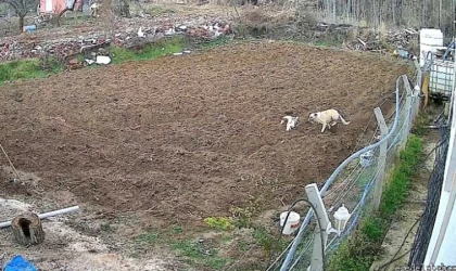 Kümese giren köpek tavuğu alıp kaçtı