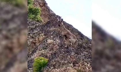 Dağ keçileri Palu Kalesi’ni mesken tuttu