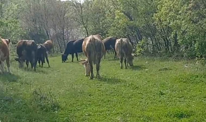 İneklerini otlatırken yılan soktu