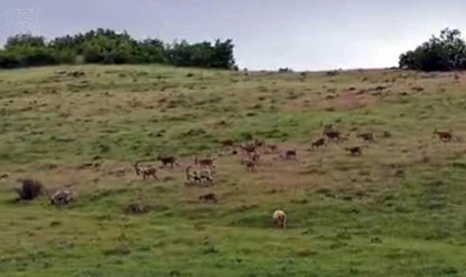 Dağ keçisi popülasyonunda büyük artış