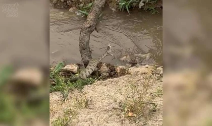 Koca engerek yılanı görüntülendi