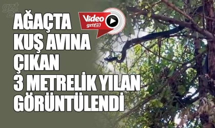 Ağaca çıkan 3 metrelik yılan görüntülendi