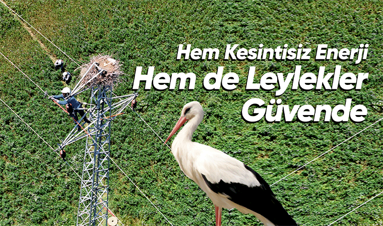 Leylekler güvende