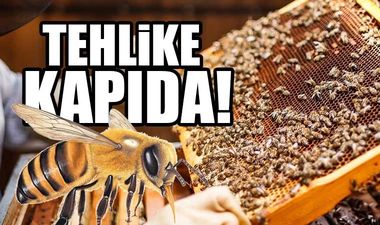 Küresel ısınma arıları da uyutmadı. TEHLİKE KAPIDA! #arı #bee #arıcılık