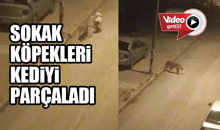 Sokak köpekleri kediyi parçaladı